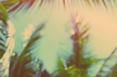 Doğa hurma yaprağı bokeh güneş ışık arka plan.