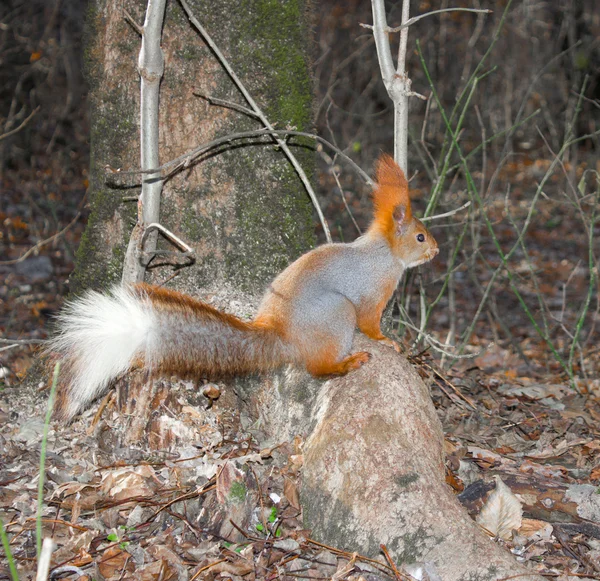 Eichhörnchen — Stockfoto