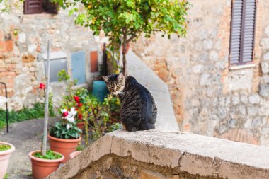Bir kedi güzel bir öğleden sonra San Gimignano içinde yaşıyor. Toskana, İtalya