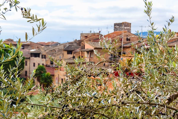 Olivo en San Gimignano, Toscana, Italia — Foto de Stock