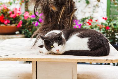 Sperlonga şirin kedi. İtalya