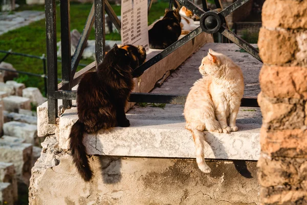 Romeinse katten. Italië — Stockfoto