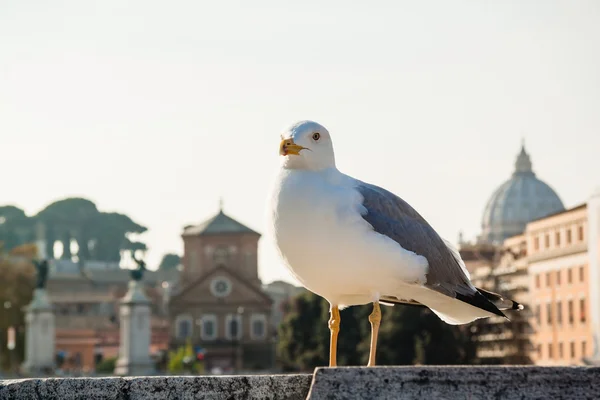 Eine möwe gegen tiberdamm, rom, italien — Stockfoto