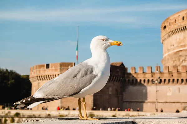 Una gaviota contra el Castillo de Sant 'Angelo, Roma, Italia — Foto de Stock