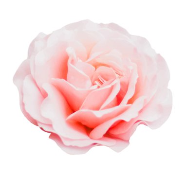 Pembe Gül gerçekçi izole vektör çizim