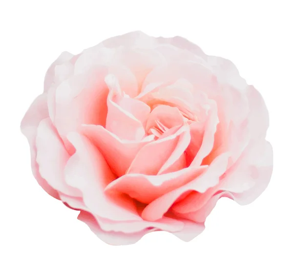 Illustration vectorielle isolée réaliste de rose rose — Image vectorielle