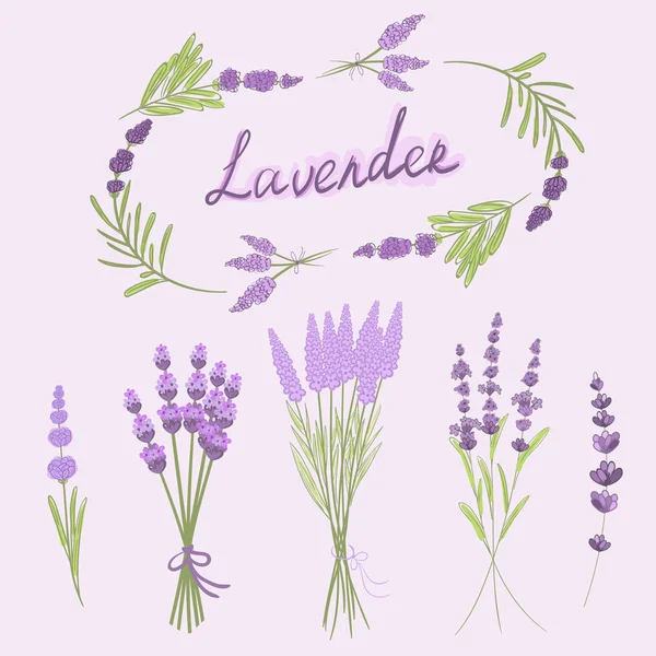 Ilustração vetorial desenhada à mão de lavanda —  Vetores de Stock