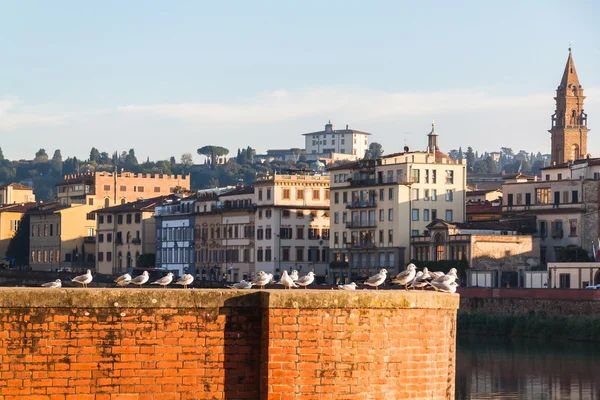 Gaivotas ao pôr do sol em Florença, Itália . — Fotografia de Stock