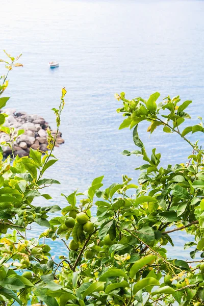 Tangerine tree on the seashore of Liguria, Italy. — Stock Photo, Image