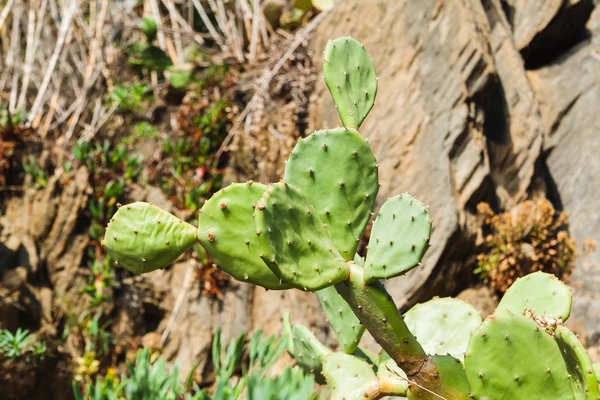 Plody kaktusu Opuncie v červené barvě, ostny. — Stock fotografie