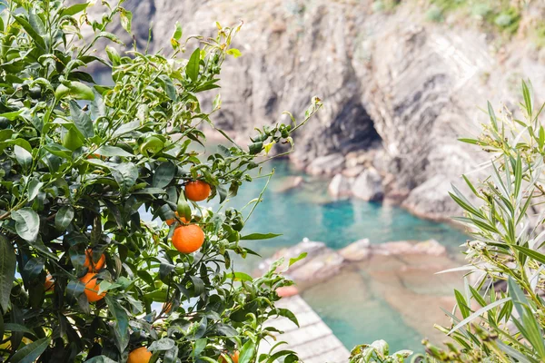 Tangerine tree on the seashore of Liguria, Italy. — Stock Photo, Image