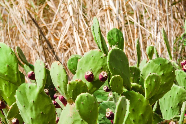 Kaktusfrüchte in roter Farbe, Kaktusdornen. — Stockfoto