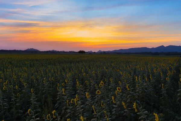 Закат над полем цветущих подсолнухов — стоковое фото