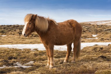 Kuru ot üzerinde İzlanda midilli