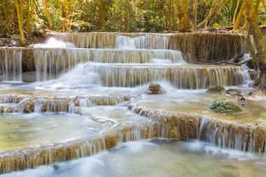 Güzel derin orman Milli Parkı