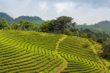 Çay plantasyon tarım,