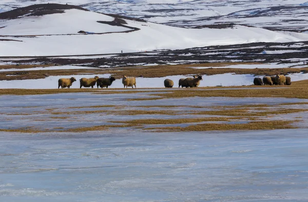 Sheep farm in winter with mountain snow coved — Stock Photo, Image