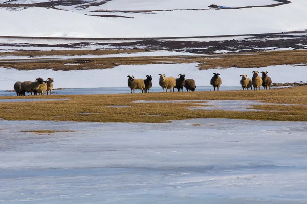 Sheep farm in winter with mountain snow coved — Stock Photo, Image