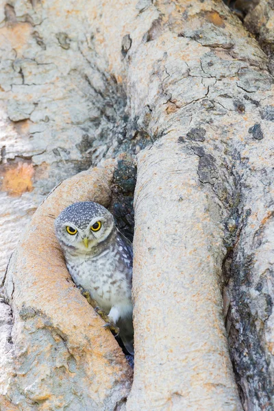 Pequena coruja no buraco da árvore — Fotografia de Stock