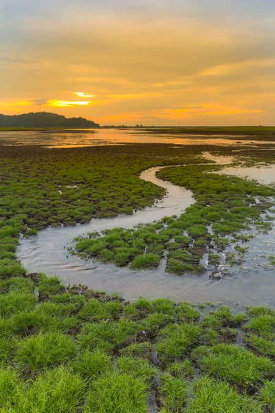 Small water way over little grass on crack land — Stock Photo, Image