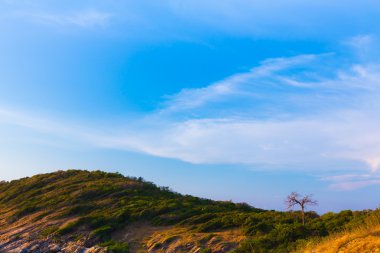Dağ tepe ile küçük kuru ağaç eğimli