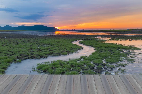 Small water way with little grass over crack land — Stock Photo, Image