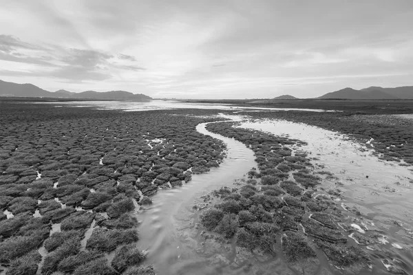Blanco y negro, Pequeña vía navegable sobre poca hierba —  Fotos de Stock