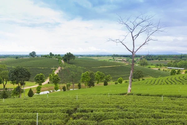 Plantation de thé vert sur colline de montagne — Photo