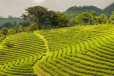 Yayla yeşil çay plantasyon