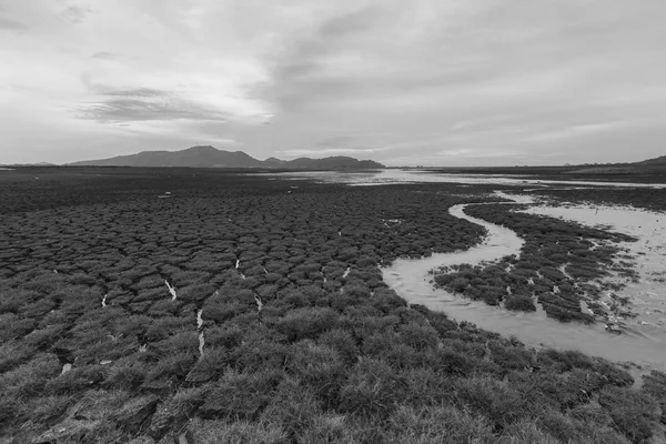 Black and White, Crack land and little grass — Stock Photo, Image