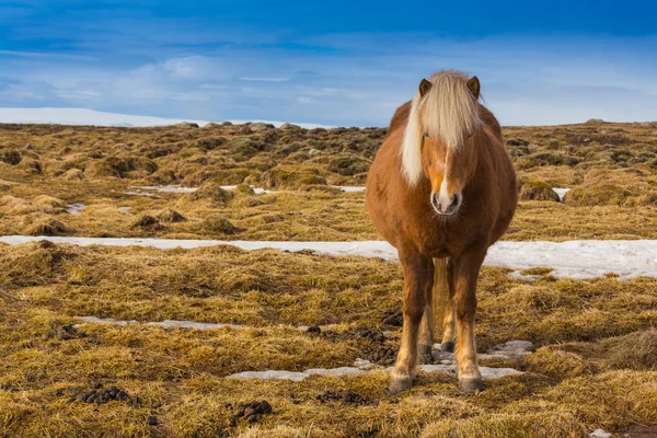 Jordbruk häst över torrt gräs med klarblå himmel — Stockfoto