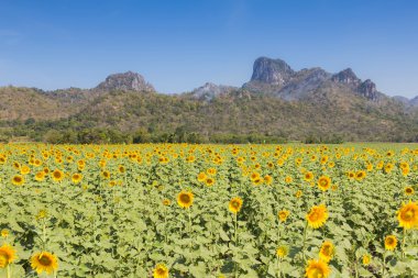 Dağ arka plan ve açık mavi gökyüzü ile ayçiçeği alan