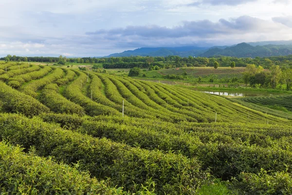 Plantation de thé sur haute pente de colline, paysage naturel fond — Photo