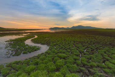 Yol üzerinde erken gün batımı arka plan, doğal peyzaj ile küçük çim su
