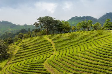 Çay plantasyon dağ yamacı, doğal peyzaj arka plan üzerinde