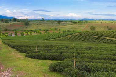 Çay plantasyon highland, kuzeyinde Tayland üzerinden