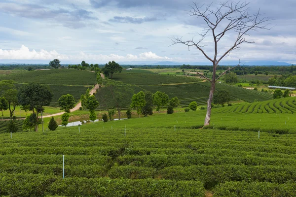 Plantation de thé vert sur les hauts plateaux — Photo