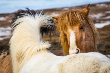 Icelandic horse best friend clipart