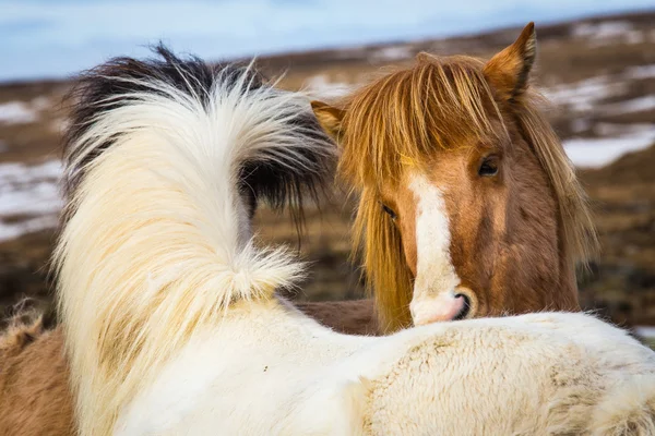 Islandský kůň nejlepší přítel — Stock fotografie