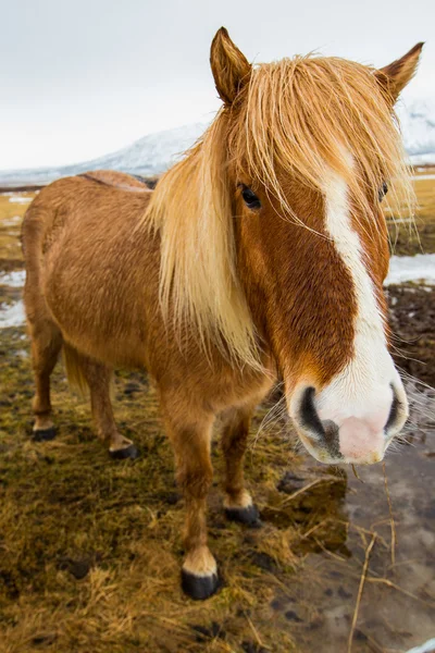 Retrato de cavalo islandês — Fotografia de Stock