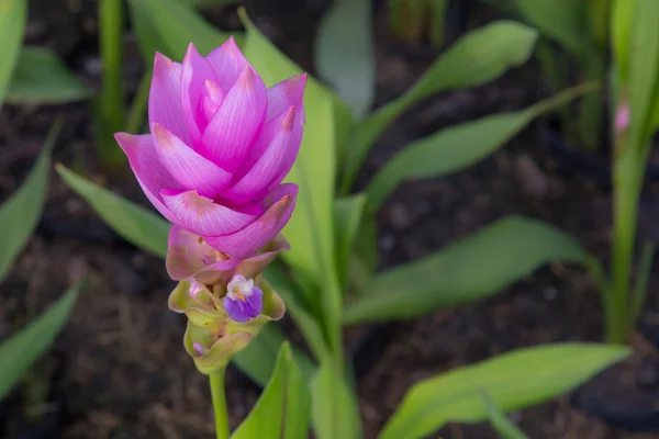 Baby siam Tulpenblume in changrai — Stockfoto