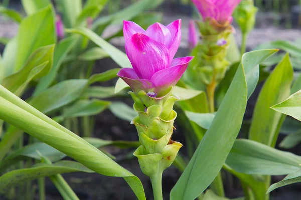 Siam tulpe blume in changrai — Stockfoto