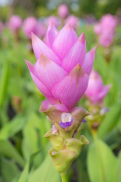 Nahaufnahme von lila siam Tulpe — Stockfoto