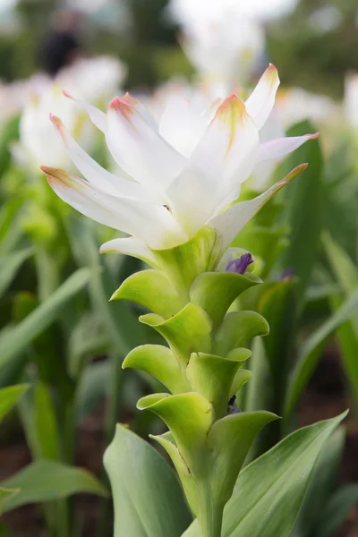 Siam Tulpe Nahaufnahme — Stockfoto