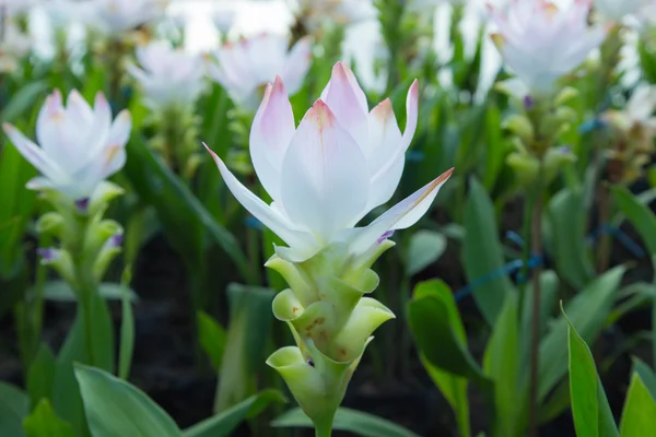 Nahaufnahme von weißer siam Tulpe — Stockfoto