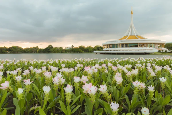 Siam λουλούδια τουλίπα στο Δημοτικό Πάρκο Αθηένου — Φωτογραφία Αρχείου