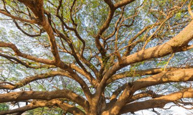Eski büyük ağacın altında