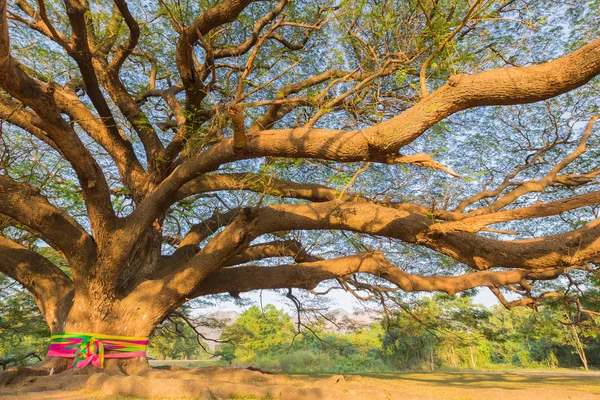 Debaixo da árvore gigante — Fotografia de Stock