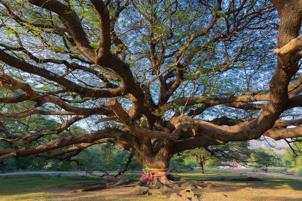 Debaixo da árvore gigante — Fotografia de Stock