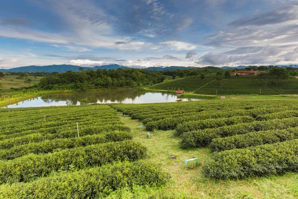 Plantation de thé vert — Photo